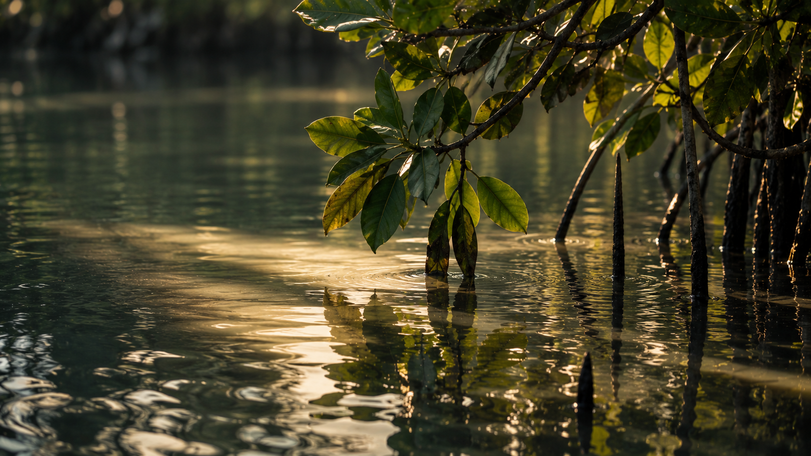 Mangrove leaves reflected in golden dusk water