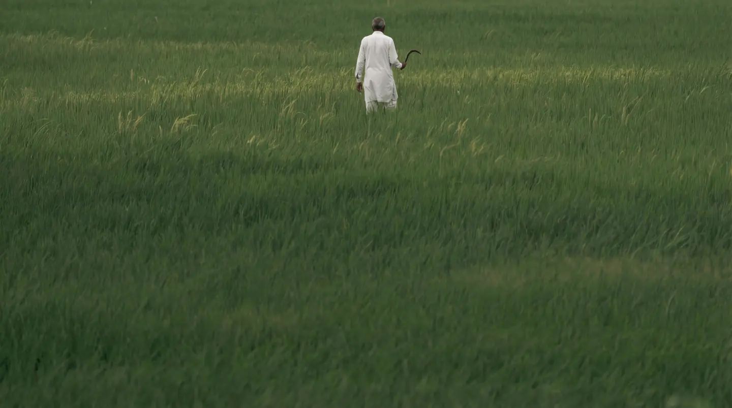 Golden hour over an Indian paddy field at harvest
