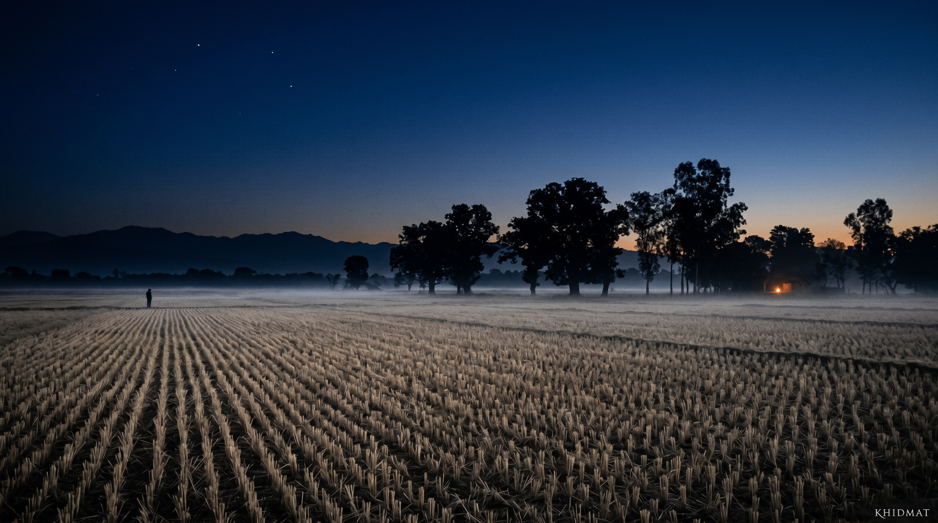 Dusk over the basmati fields