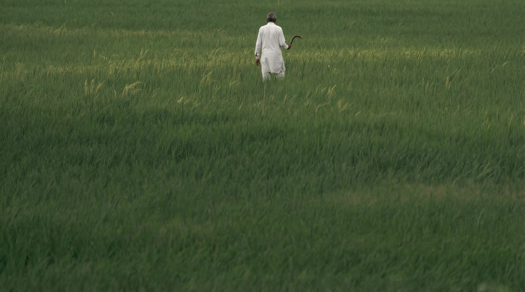 Farmer walking through a paddy field